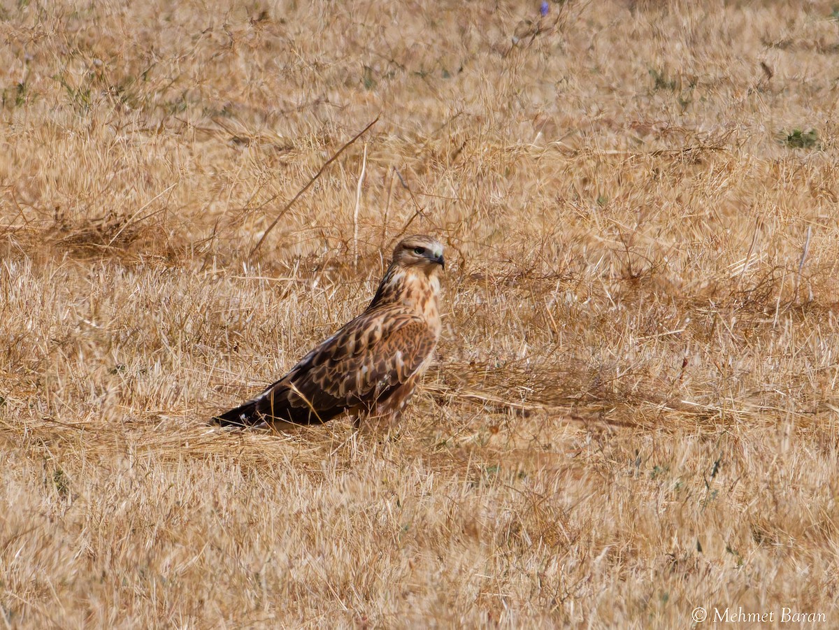 Adlerbussard - ML642017912