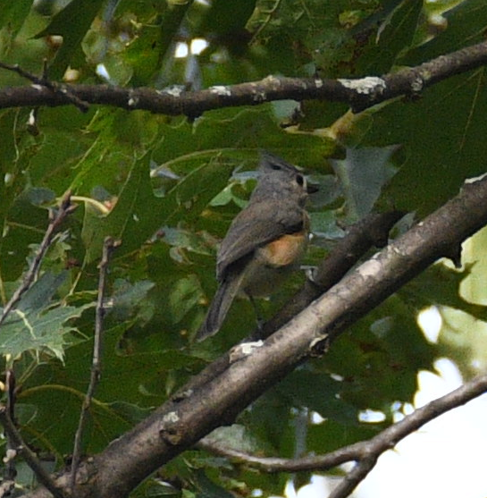 Tufted Titmouse - ML642017947
