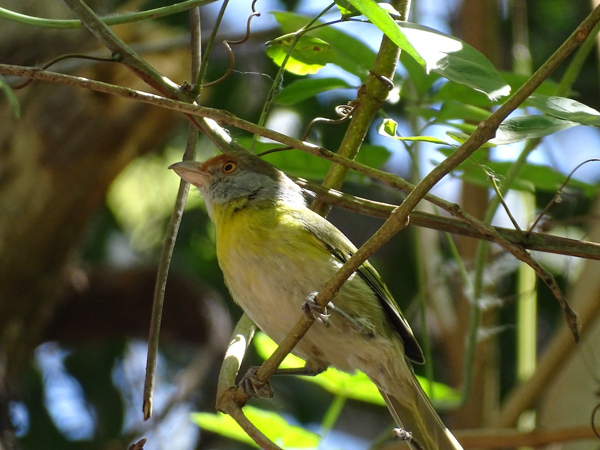 Rufous-browed Peppershrike - ML642017949