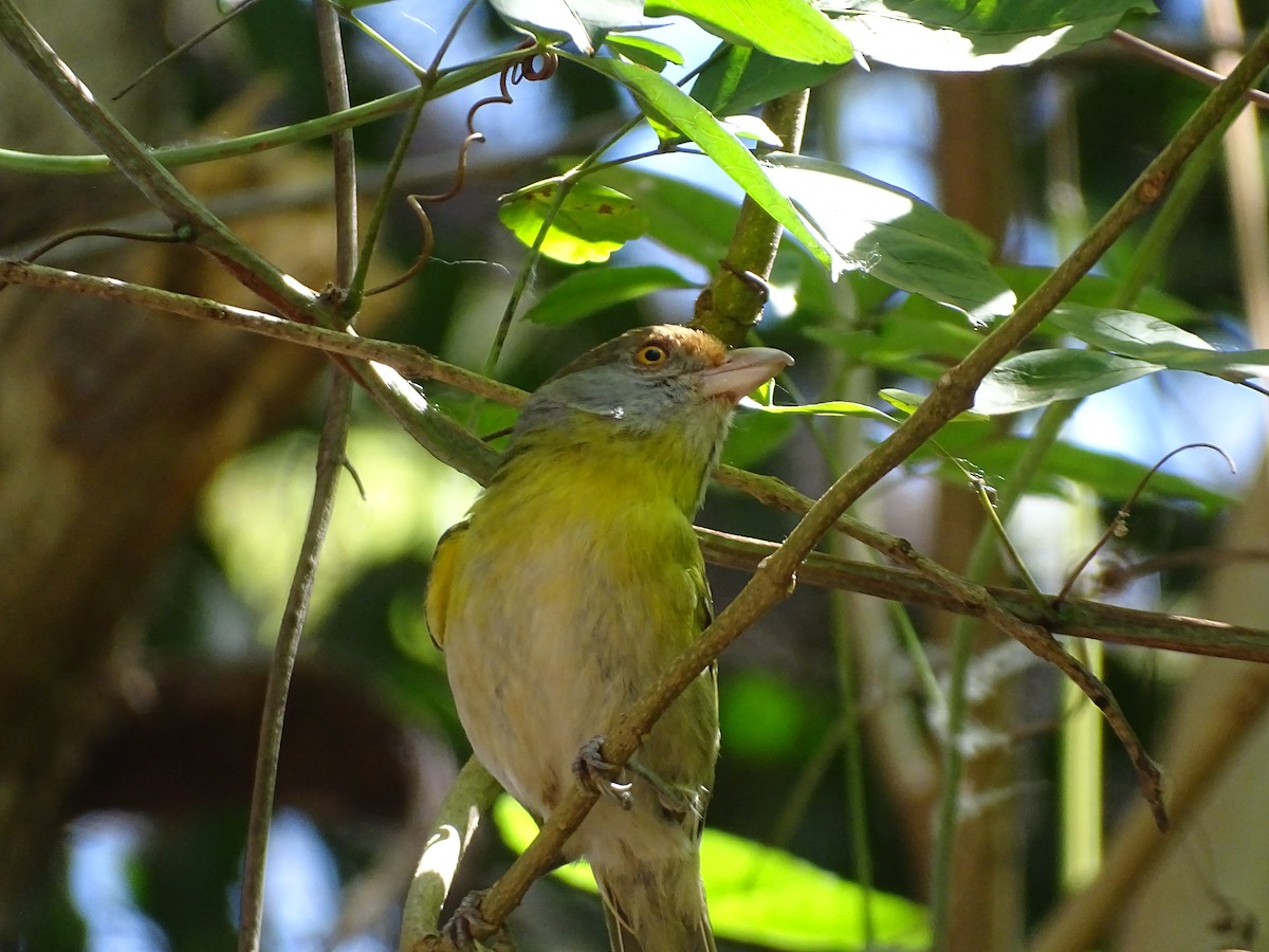 Rufous-browed Peppershrike - ML642017950