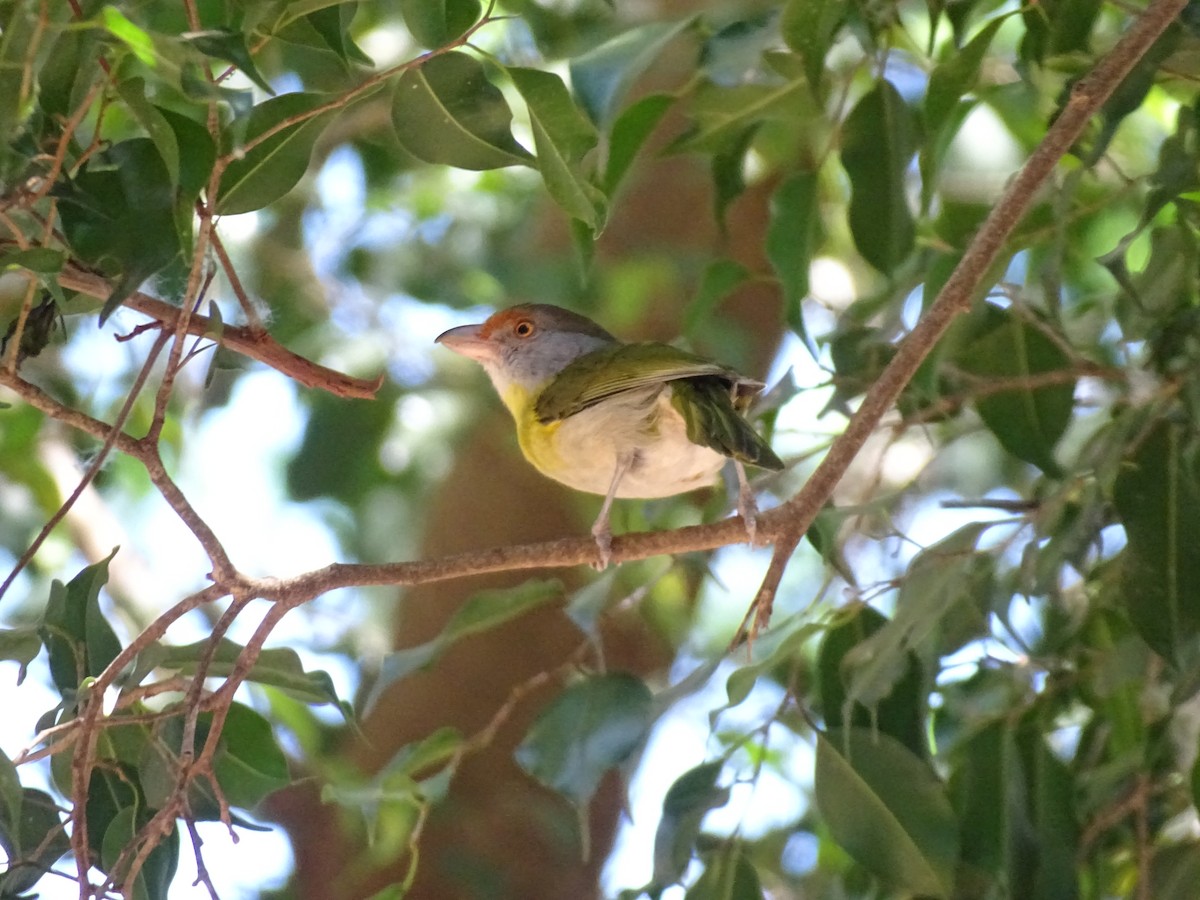 Rufous-browed Peppershrike - ML642017951