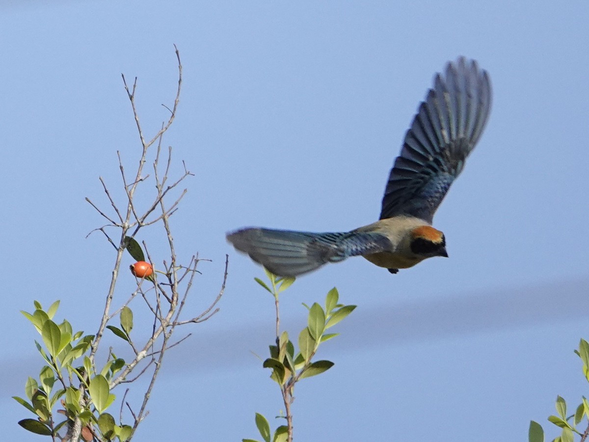 Burnished-buff Tanager - ML642017970