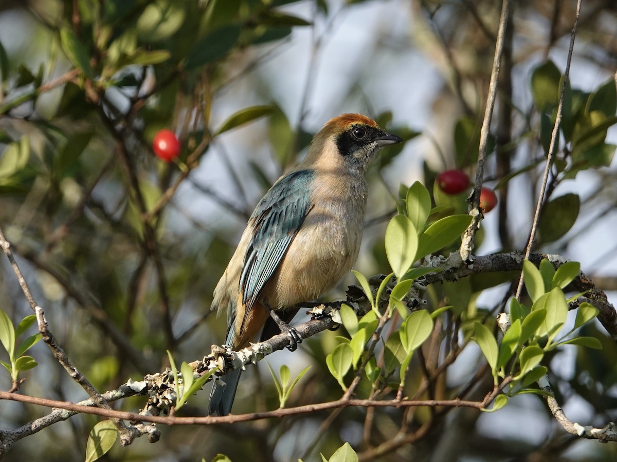 Burnished-buff Tanager - ML642017971