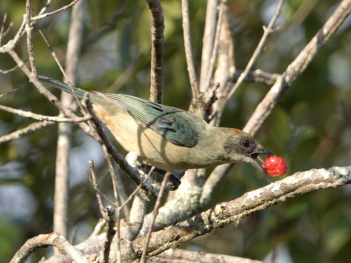 Burnished-buff Tanager - ML642017972