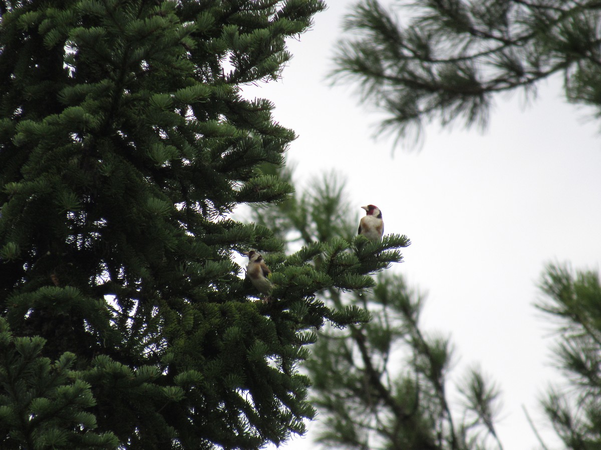 European Goldfinch - ML642017981