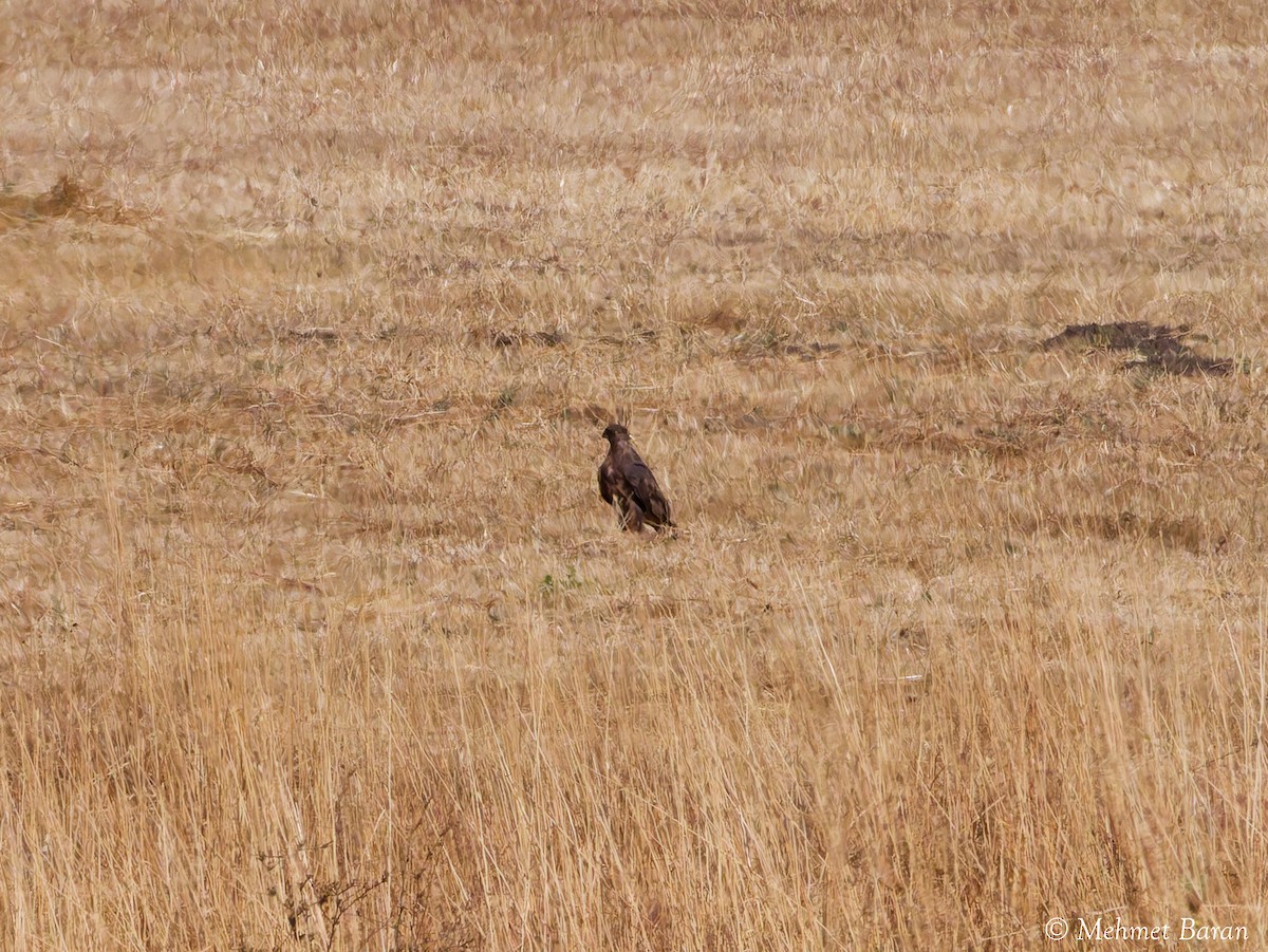 Schreiadler - ML642017992