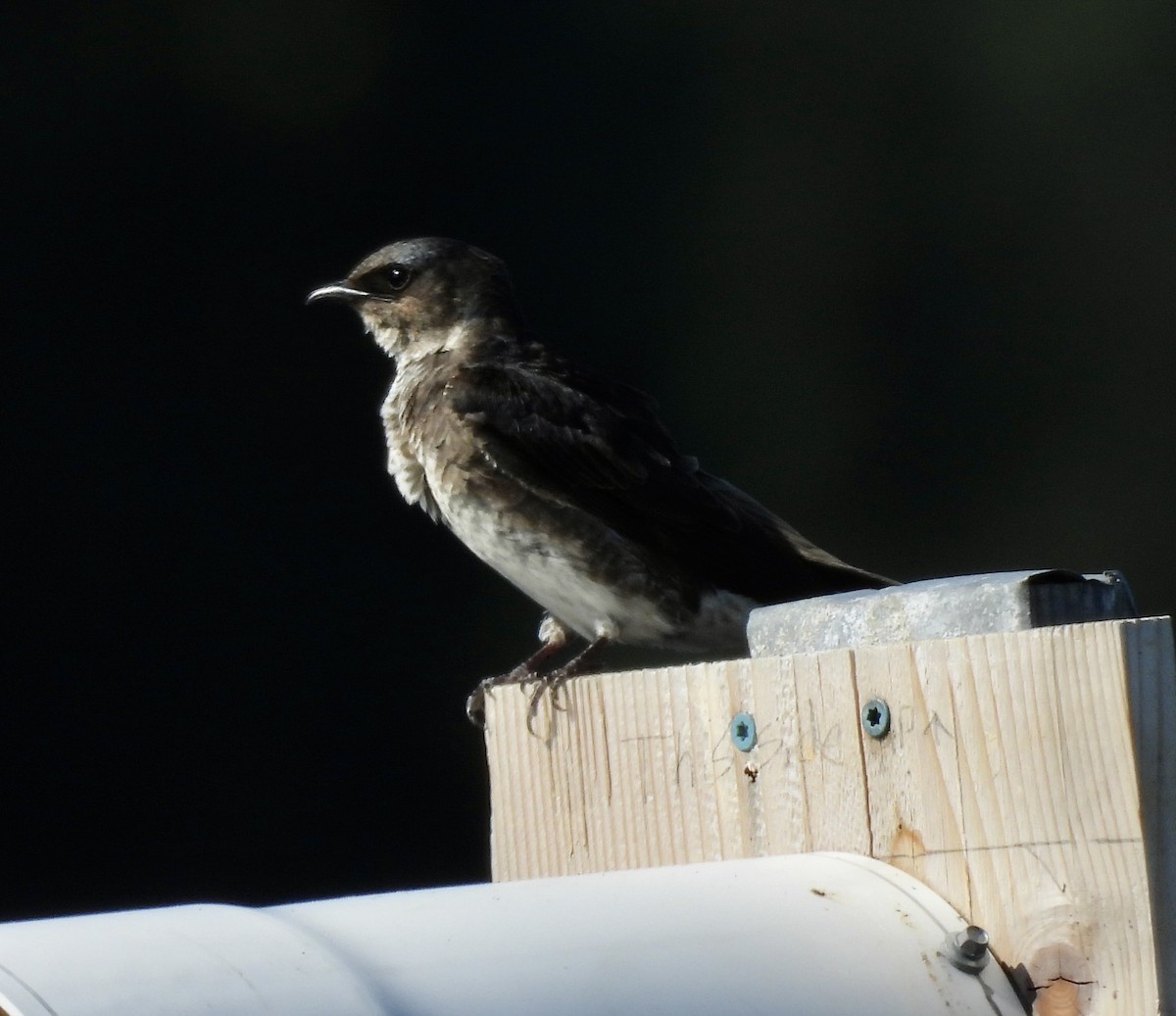 Purple Martin - ML642017993