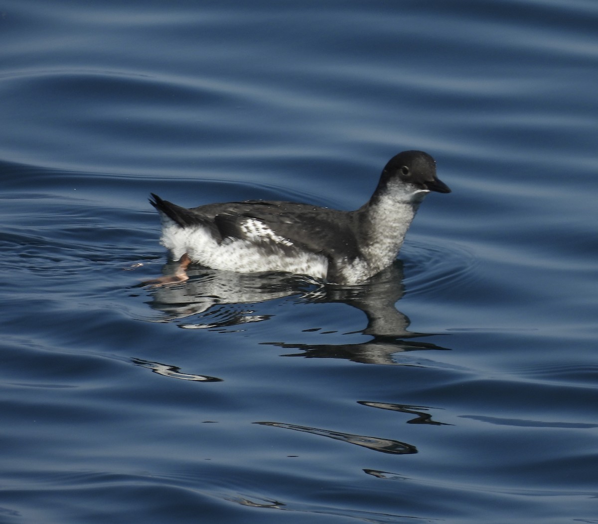 beringteist - ML642017998