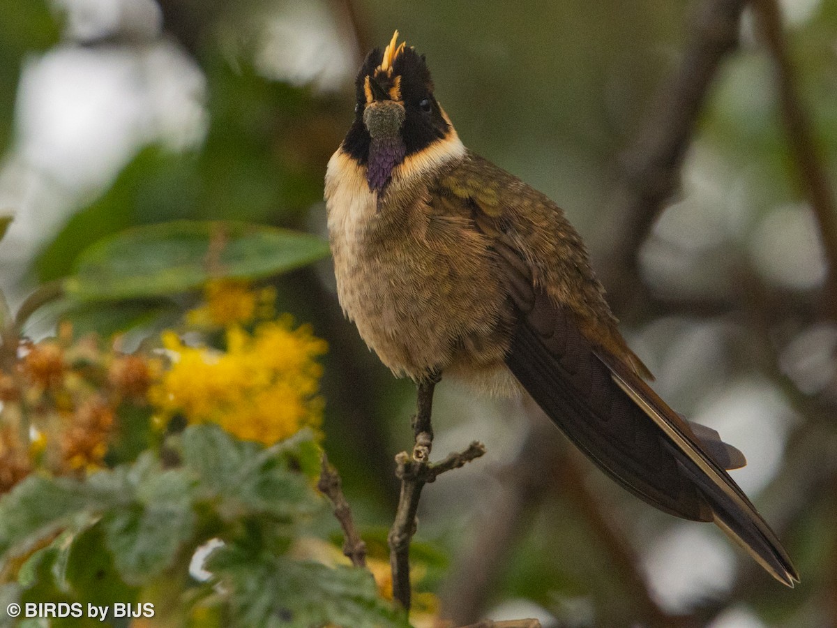 Buffy Helmetcrest - ML642018008