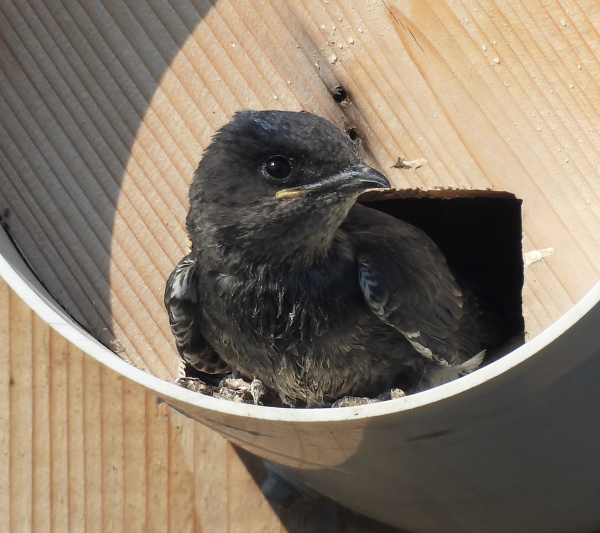 Purple Martin - ML642018012