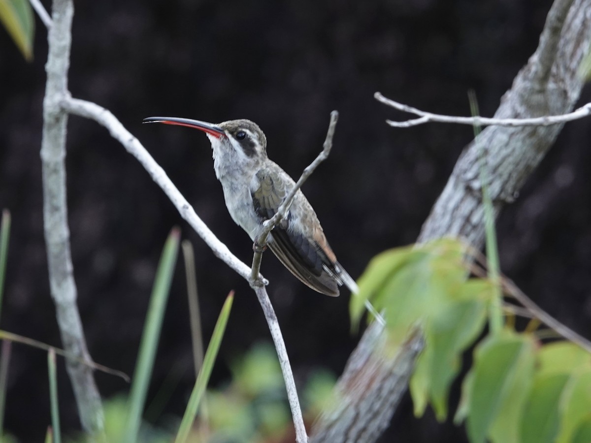 Sooty-capped Hermit - ML642018028