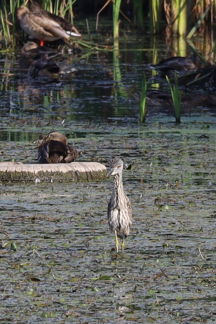 Yellow-crowned Night Heron - ML642018033
