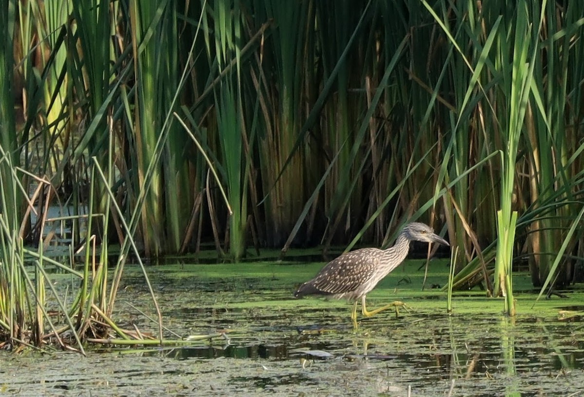 Yellow-crowned Night Heron - ML642018034