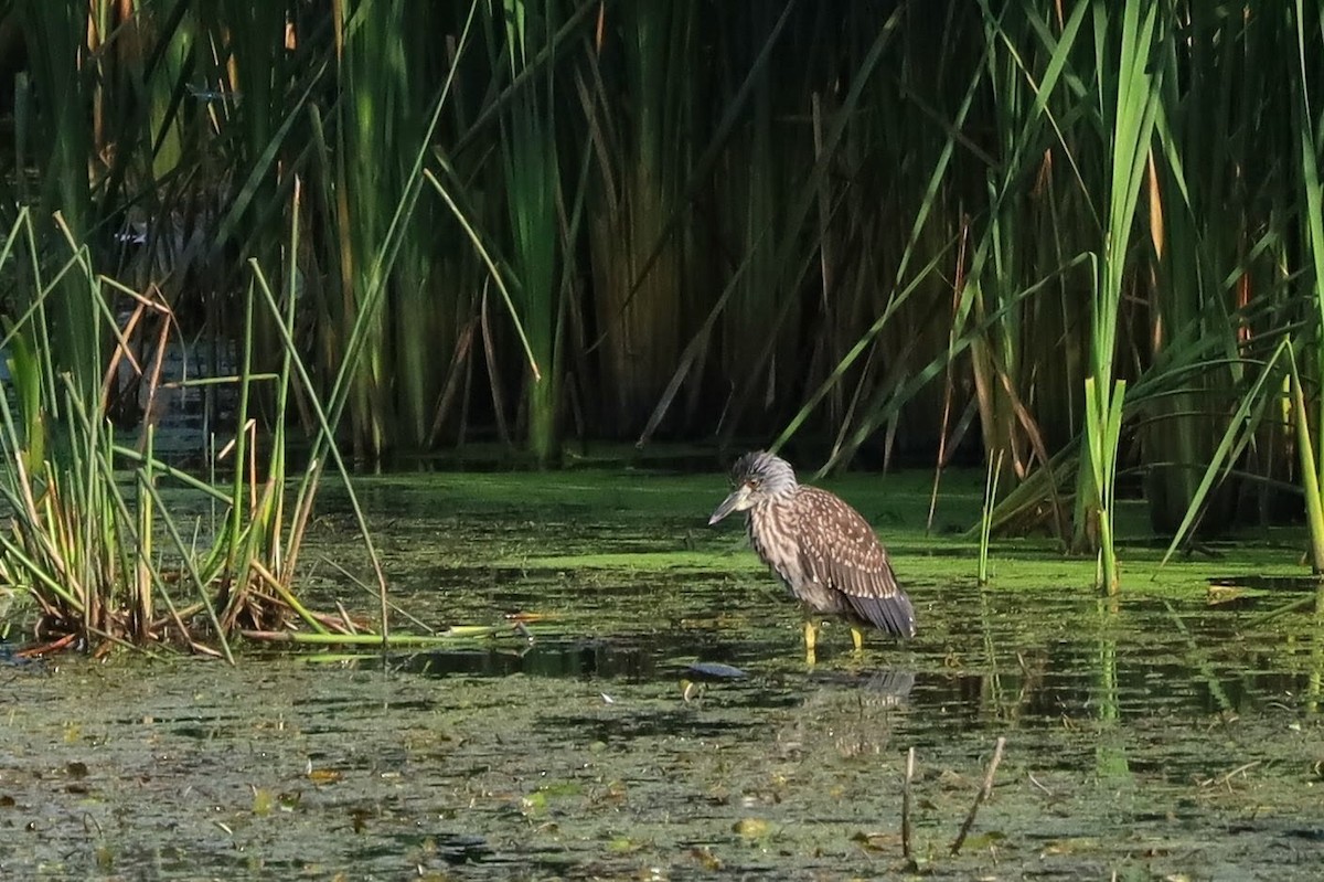 Yellow-crowned Night Heron - ML642018035