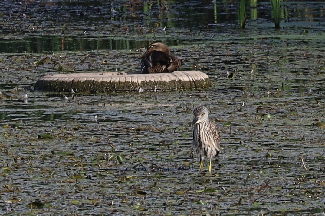 Yellow-crowned Night Heron - ML642018036