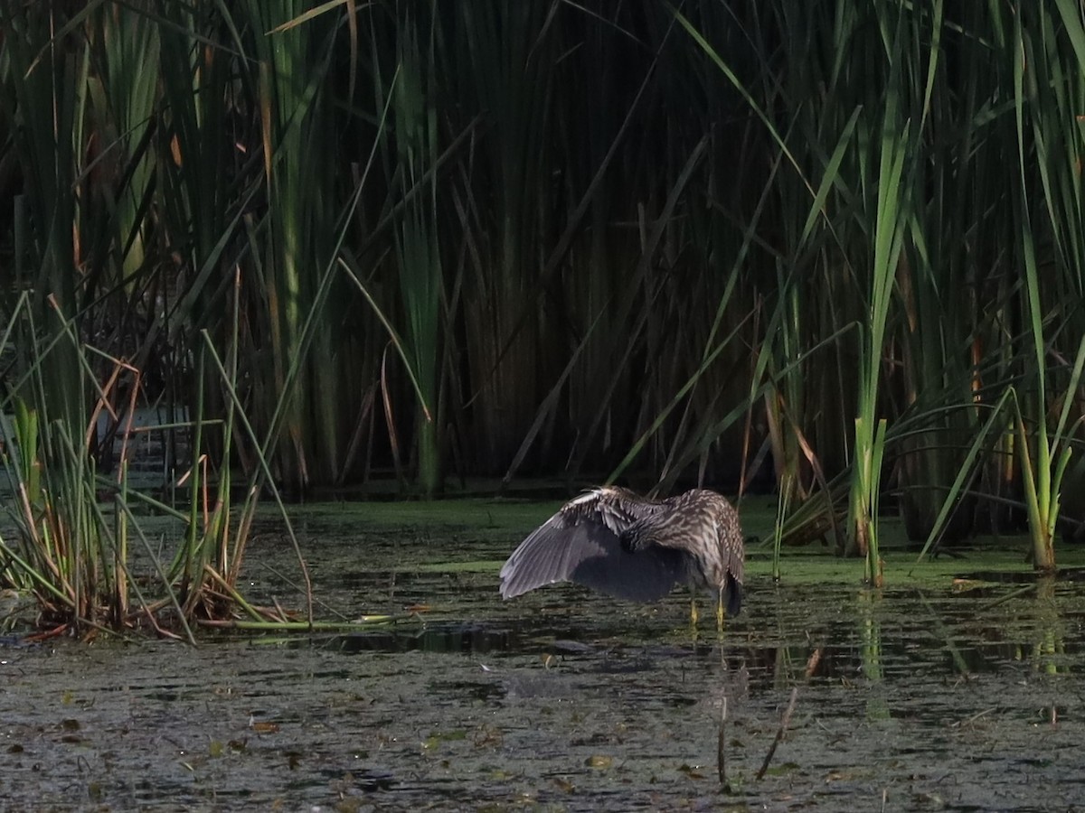 Yellow-crowned Night Heron - ML642018037