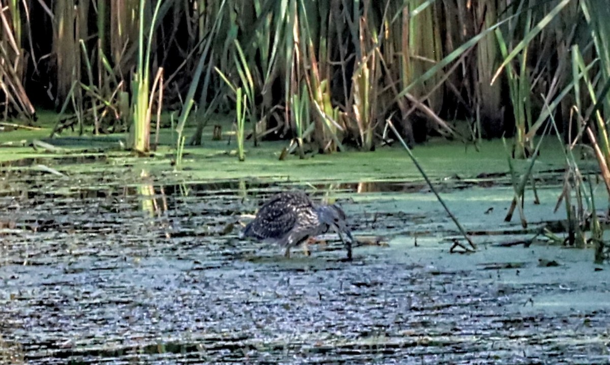 Yellow-crowned Night Heron - ML642018038