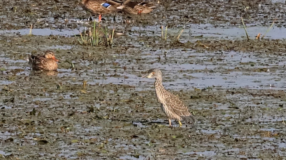 Yellow-crowned Night Heron - ML642018039