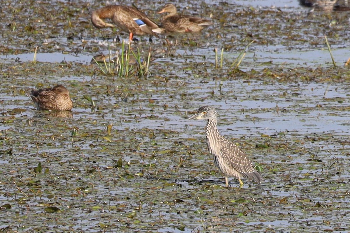 Yellow-crowned Night Heron - ML642018042