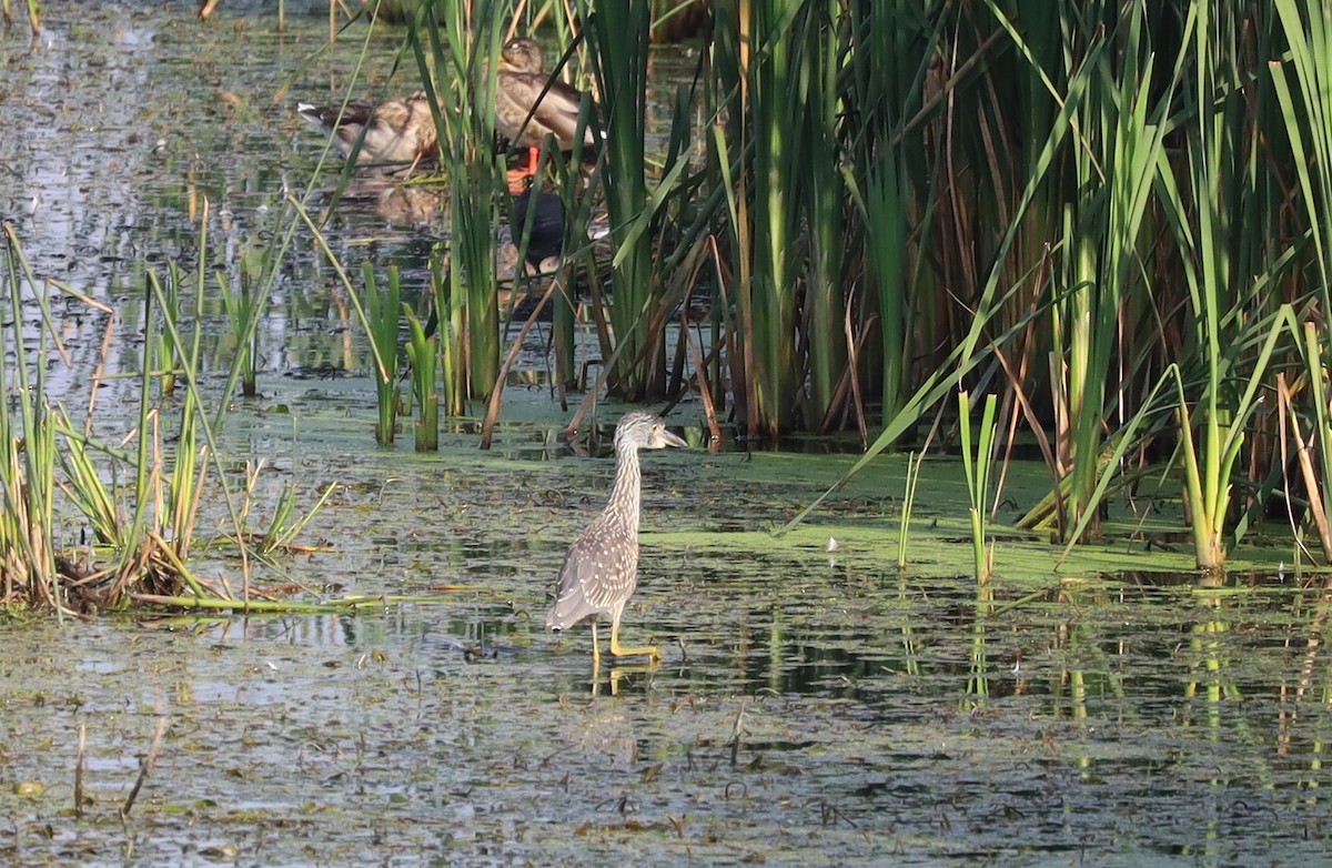 Yellow-crowned Night Heron - ML642018044