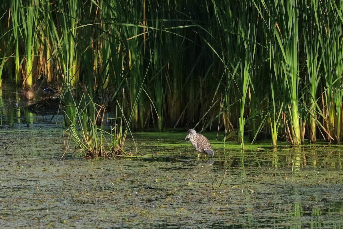Yellow-crowned Night Heron - ML642018046