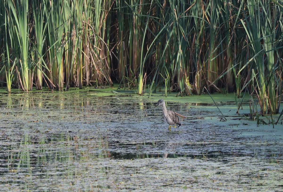 Yellow-crowned Night Heron - ML642018047