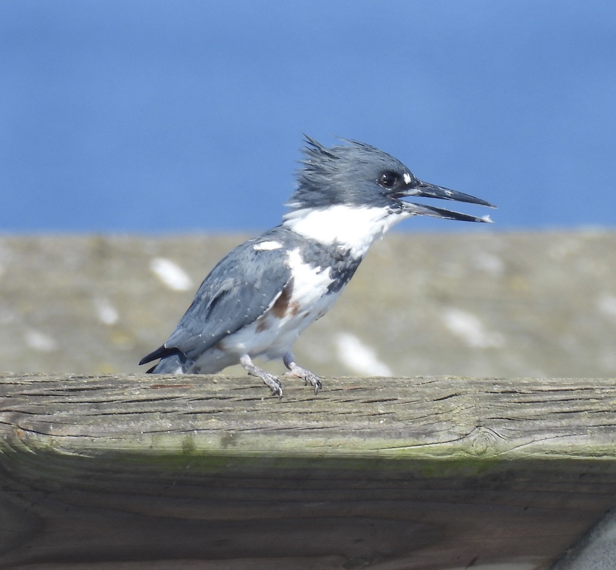 belteisfugl - ML642018050