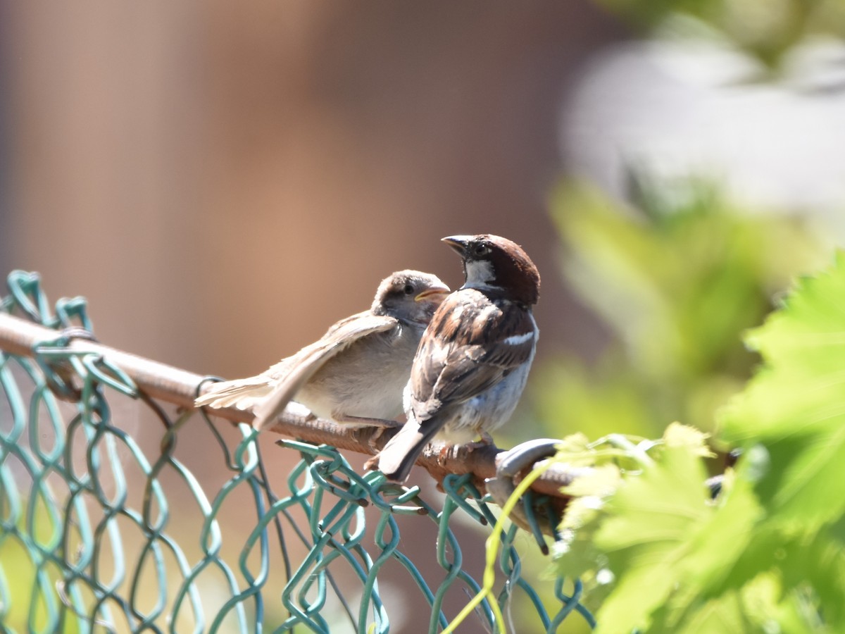 Italian Sparrow - ML642018065