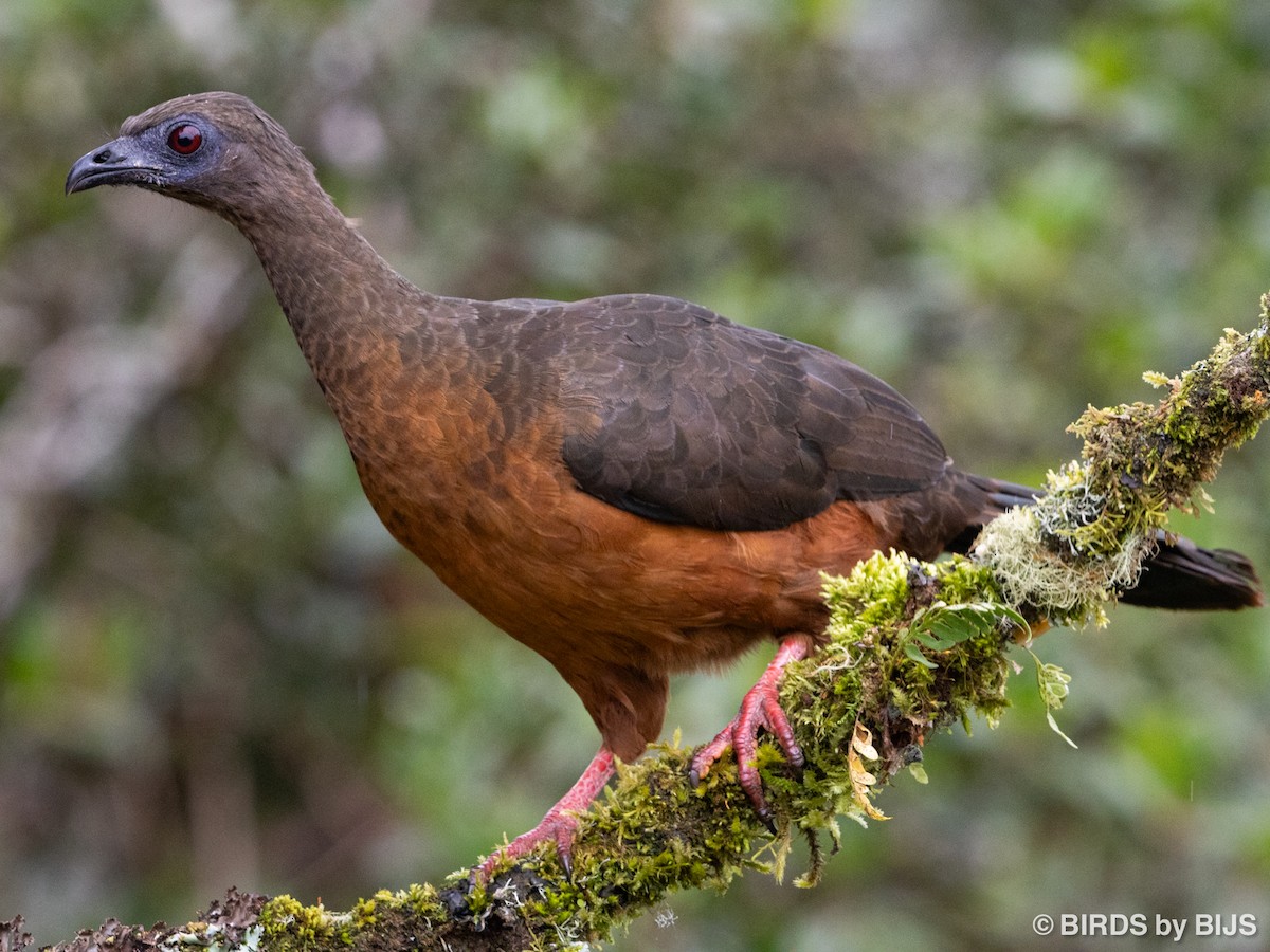 Sickle-winged Guan - ML642018071