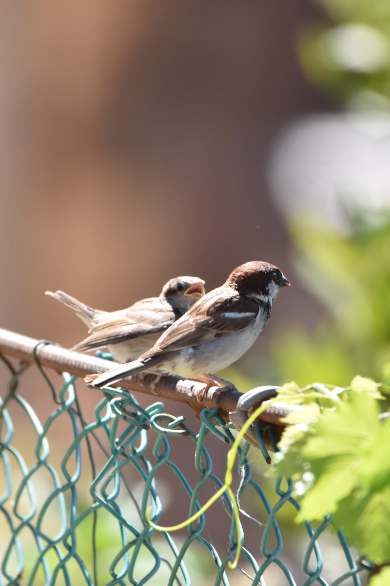 Italian Sparrow - ML642018085