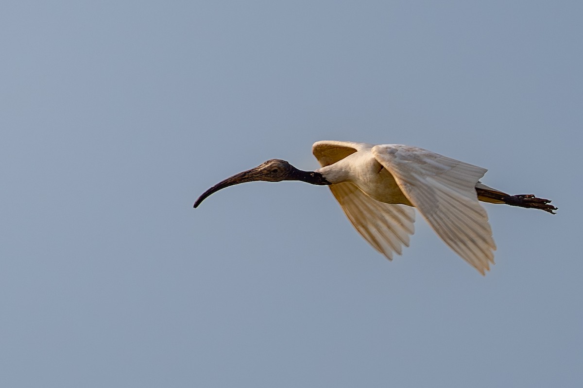 Black-headed Ibis - Vivek Saggar