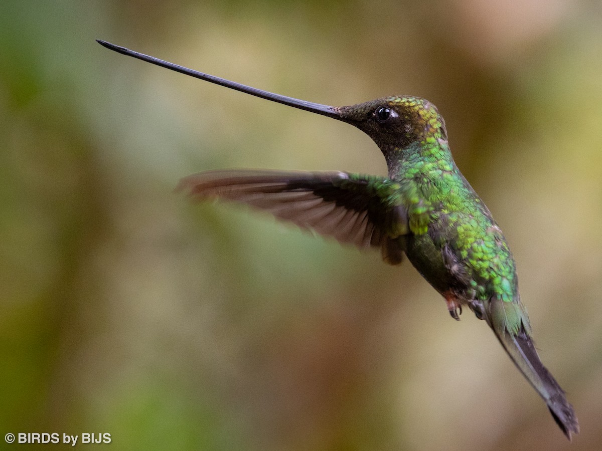 Sword-billed Hummingbird - ML642018094