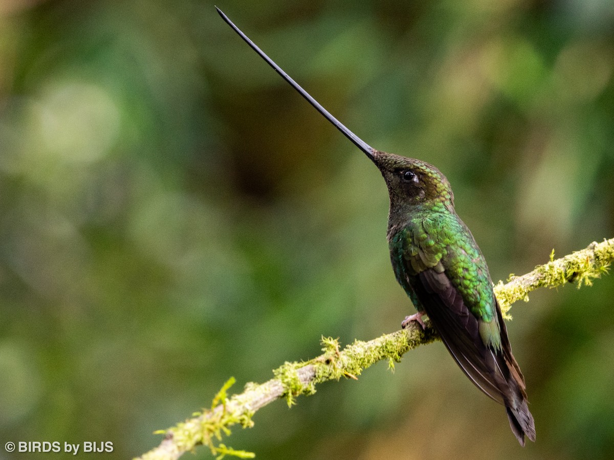 Sword-billed Hummingbird - ML642018095