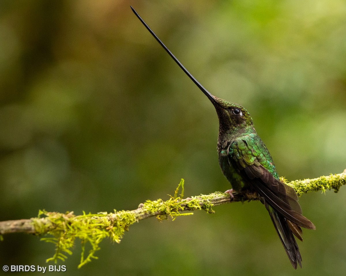 Sword-billed Hummingbird - ML642018098