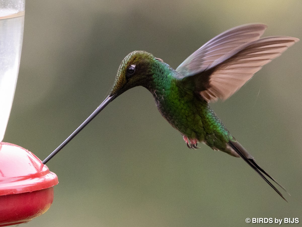 Sword-billed Hummingbird - ML642018100
