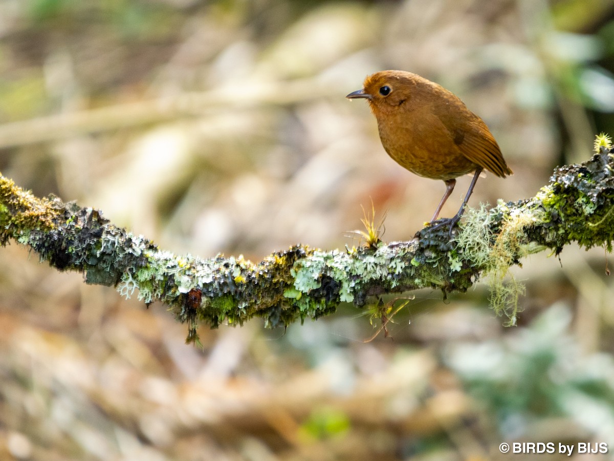 Equatorial Antpitta - ML642018115