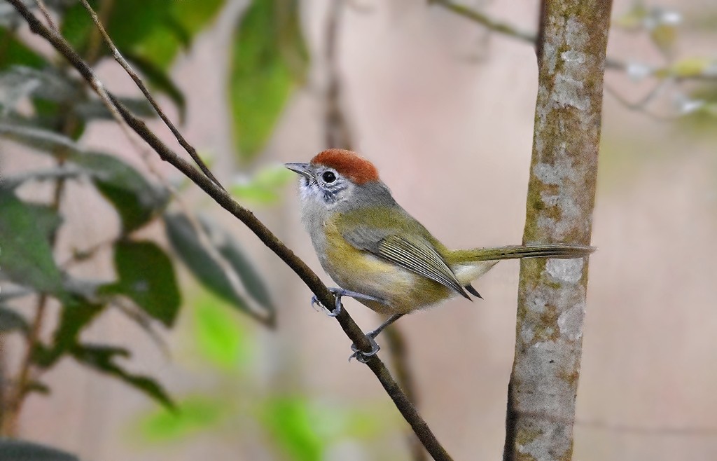 Rufous-crowned Greenlet - ML642018122