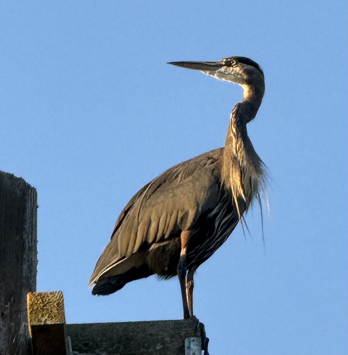 Great Blue Heron - ML642018127