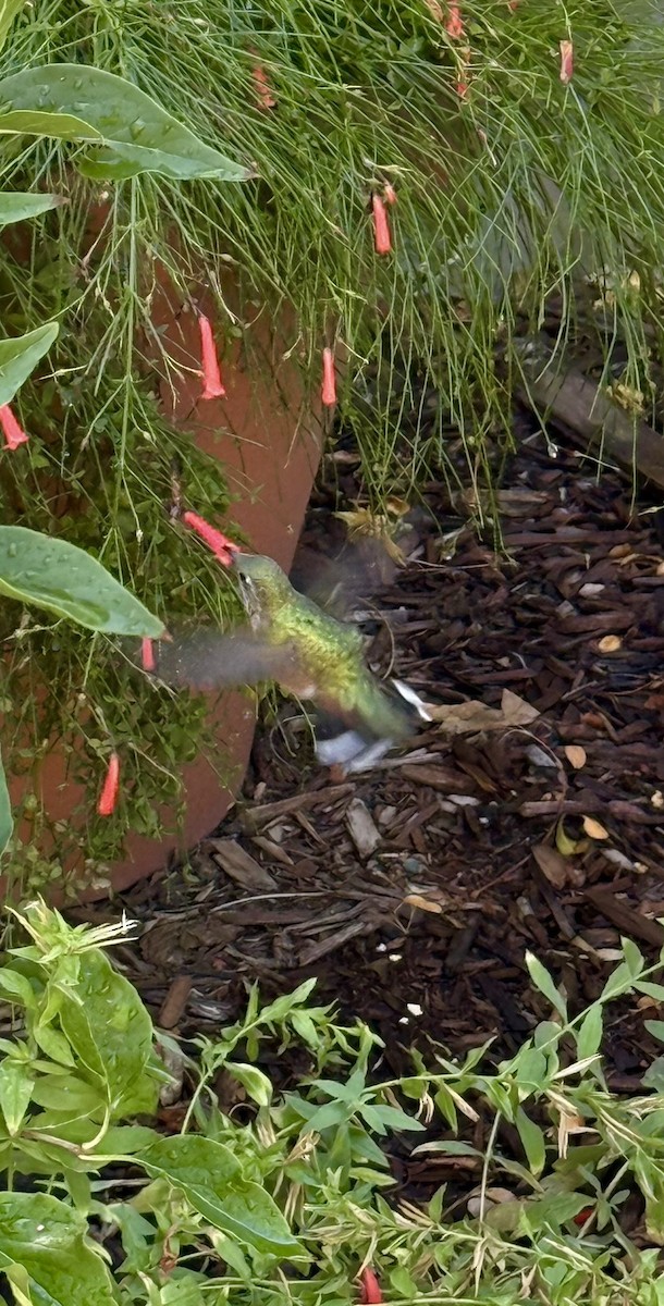 Rufous Hummingbird - ML642018133