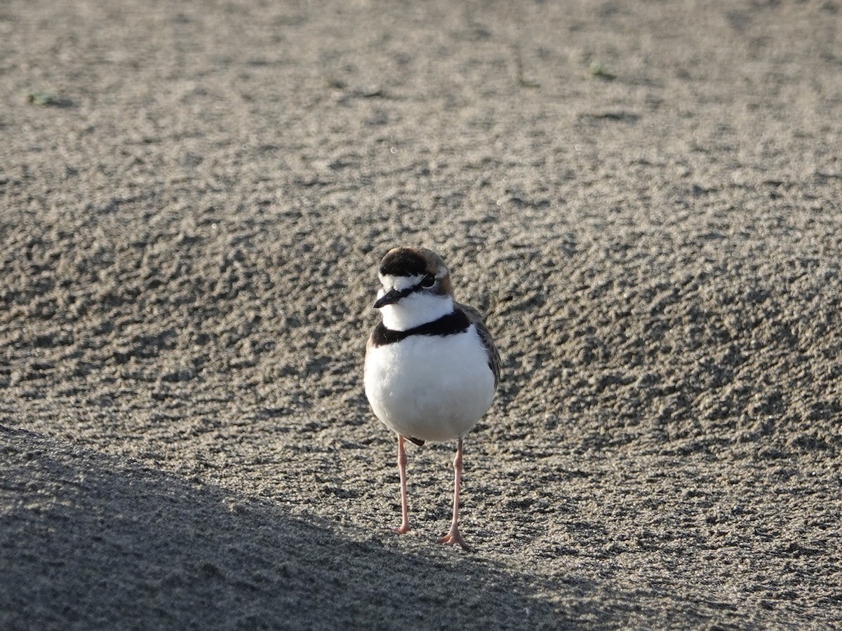 Collared Plover - ML642018140
