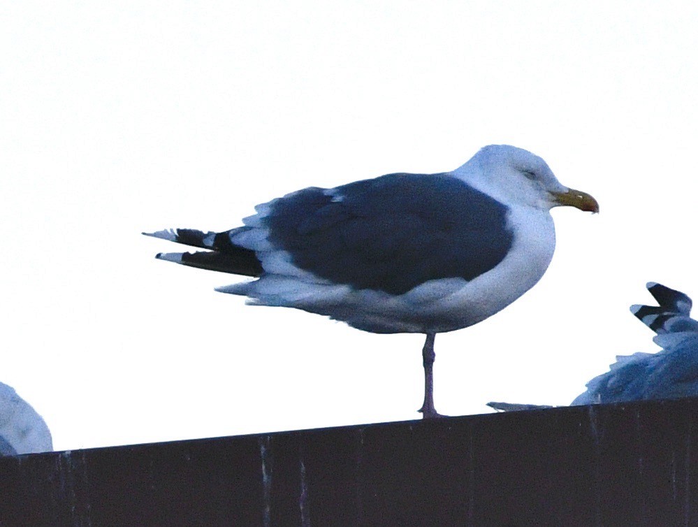 Western Gull - ML642018144