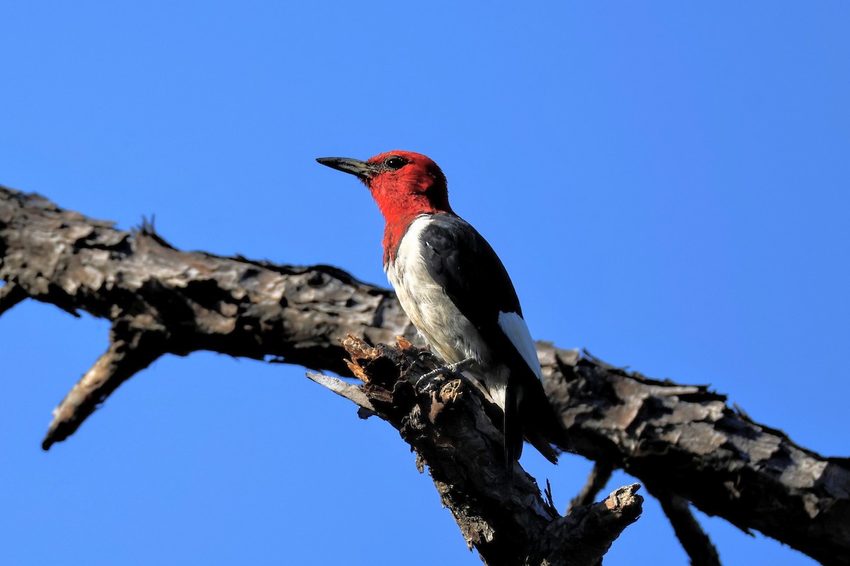 Red-headed Woodpecker - ML642018151