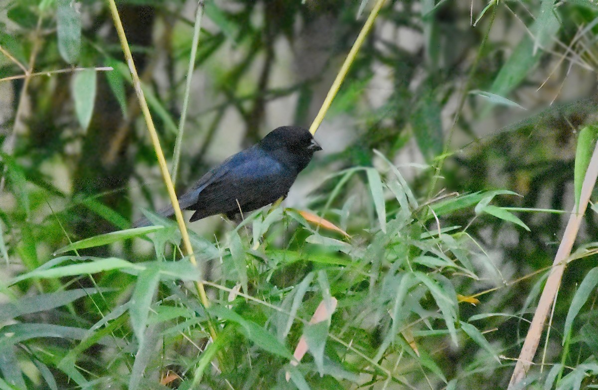Blackish-blue Seedeater - ML642018152