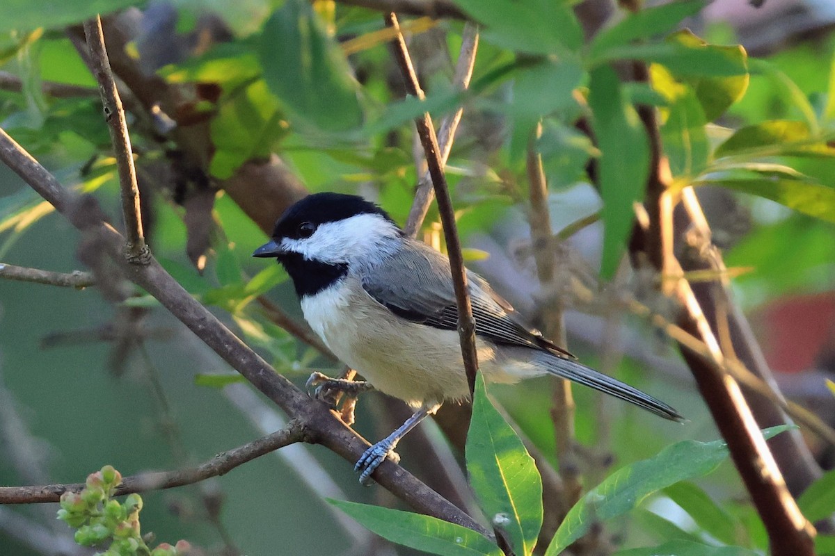 Carolina Chickadee - ML642018154