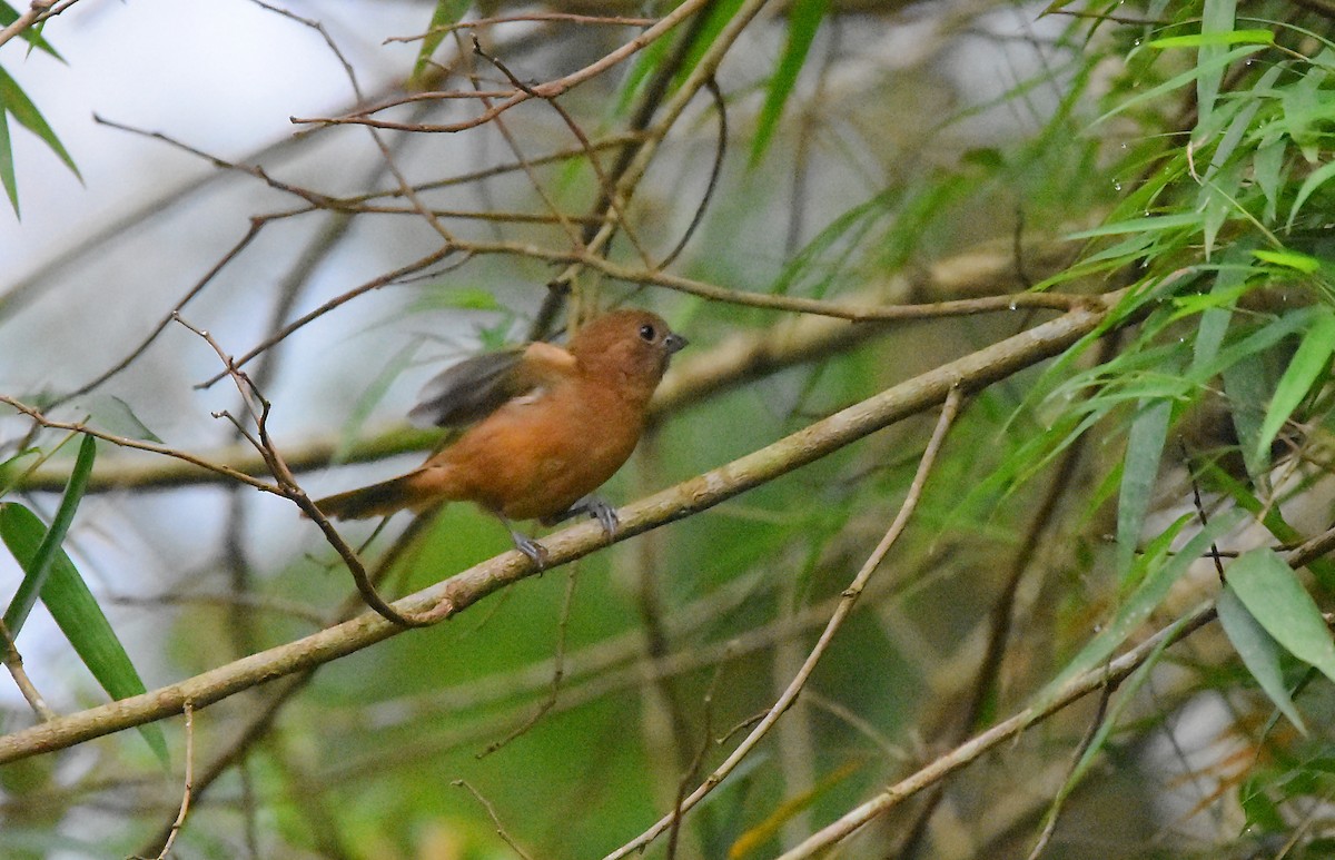 Blackish-blue Seedeater - ML642018155