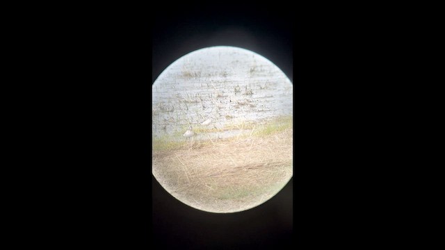 Wilsonwassertreter - ML642018164