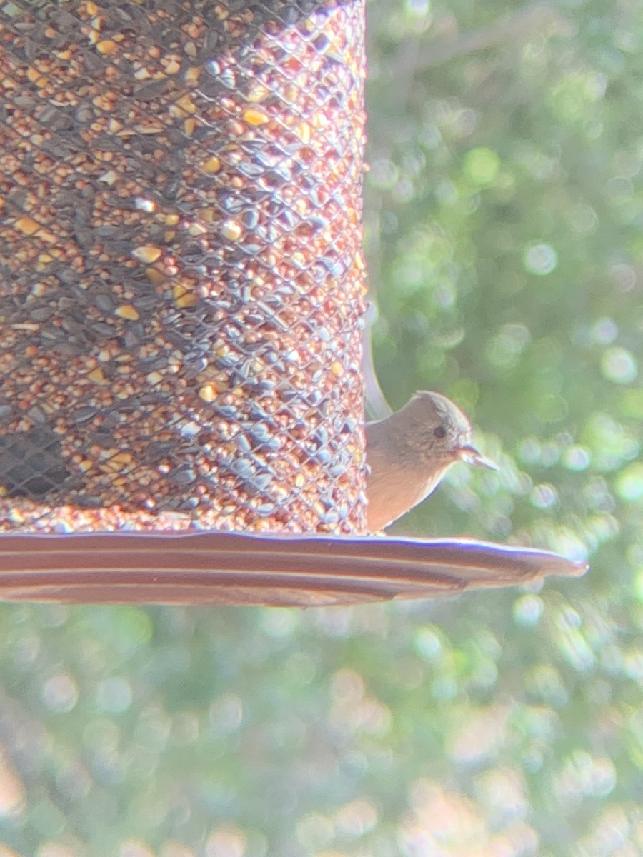 Oak Titmouse - ML642018173