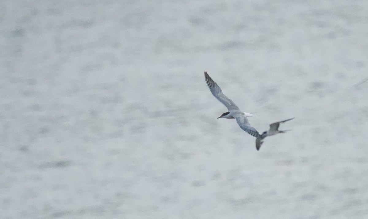 Common Tern - ML642018177