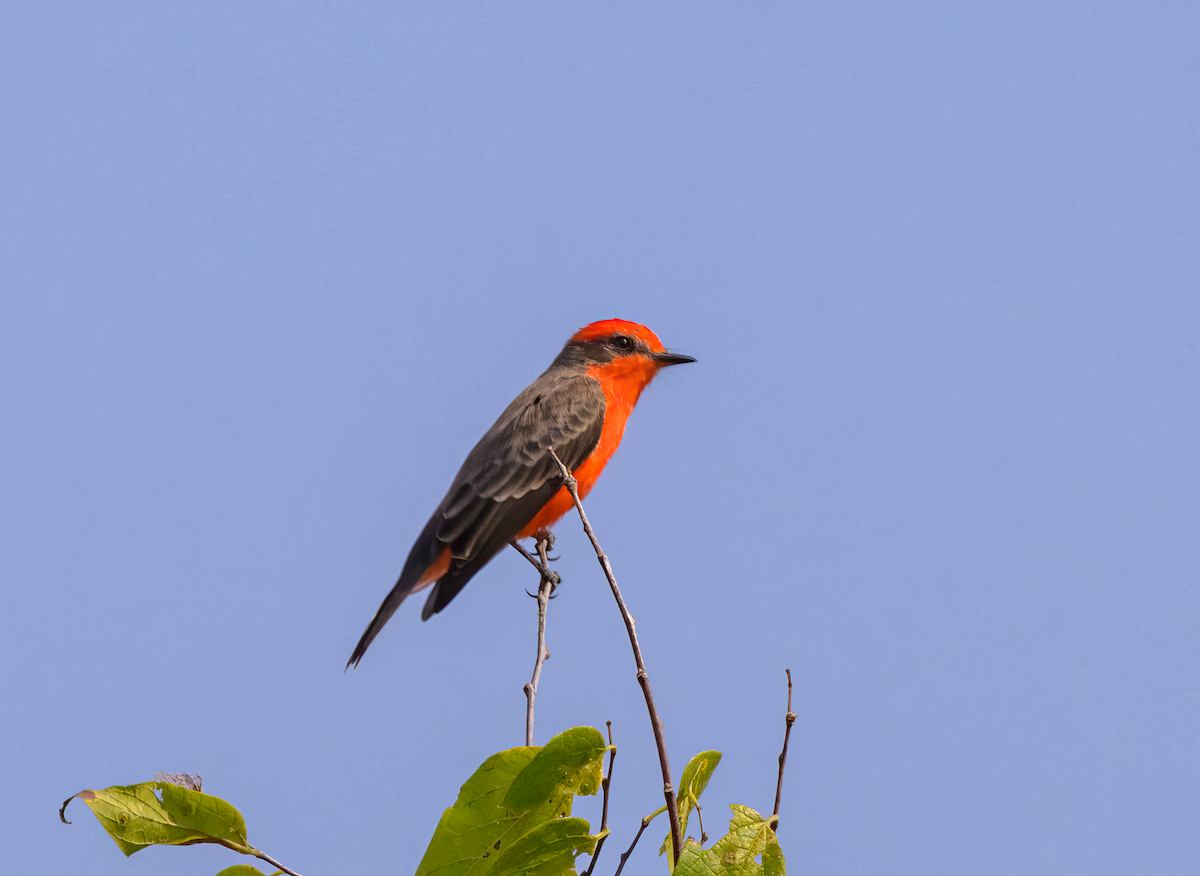 Vermilion Flycatcher - ML642018182