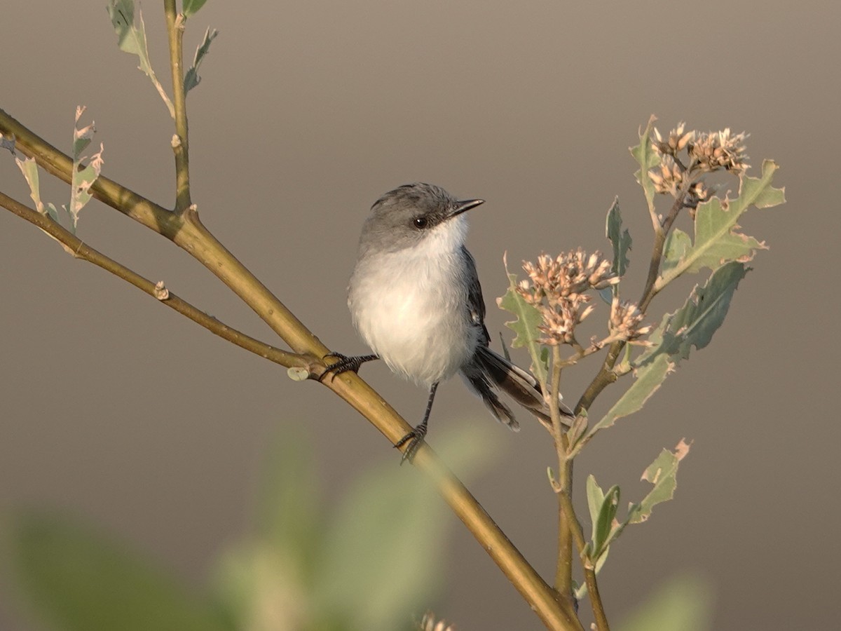 River Tyrannulet - ML642018184